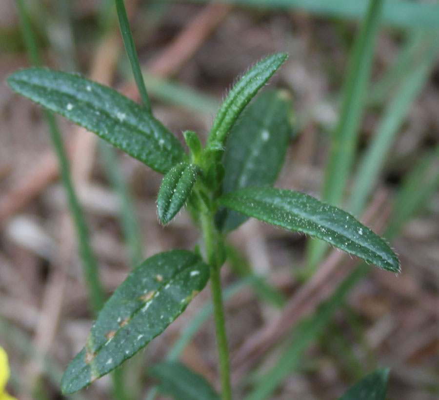 bosco misto 7 -. Helianthemum sp.
